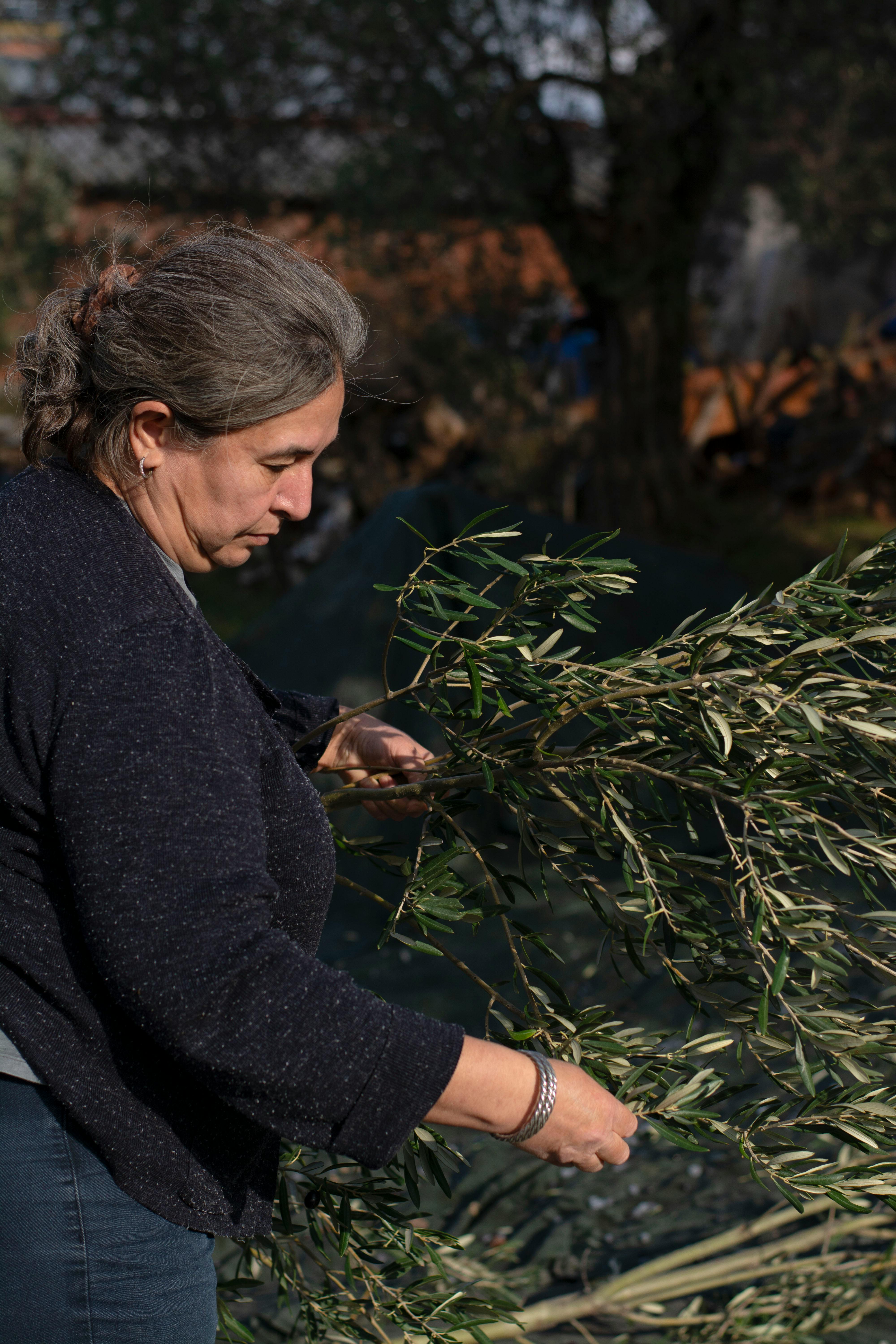 Agricultora trabajando con ramas de olivo en el campo cordobés